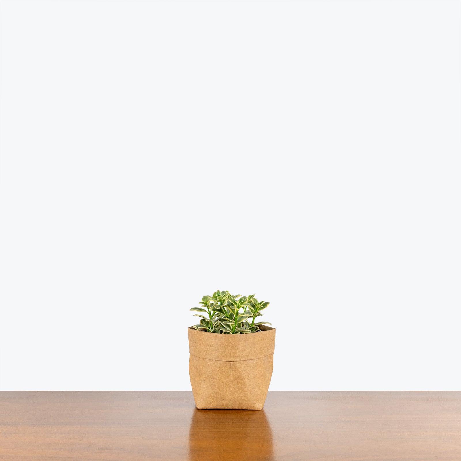 Nematanthus Variegated Goldfish Plant - House Plants Delivery Toronto - JOMO Studio