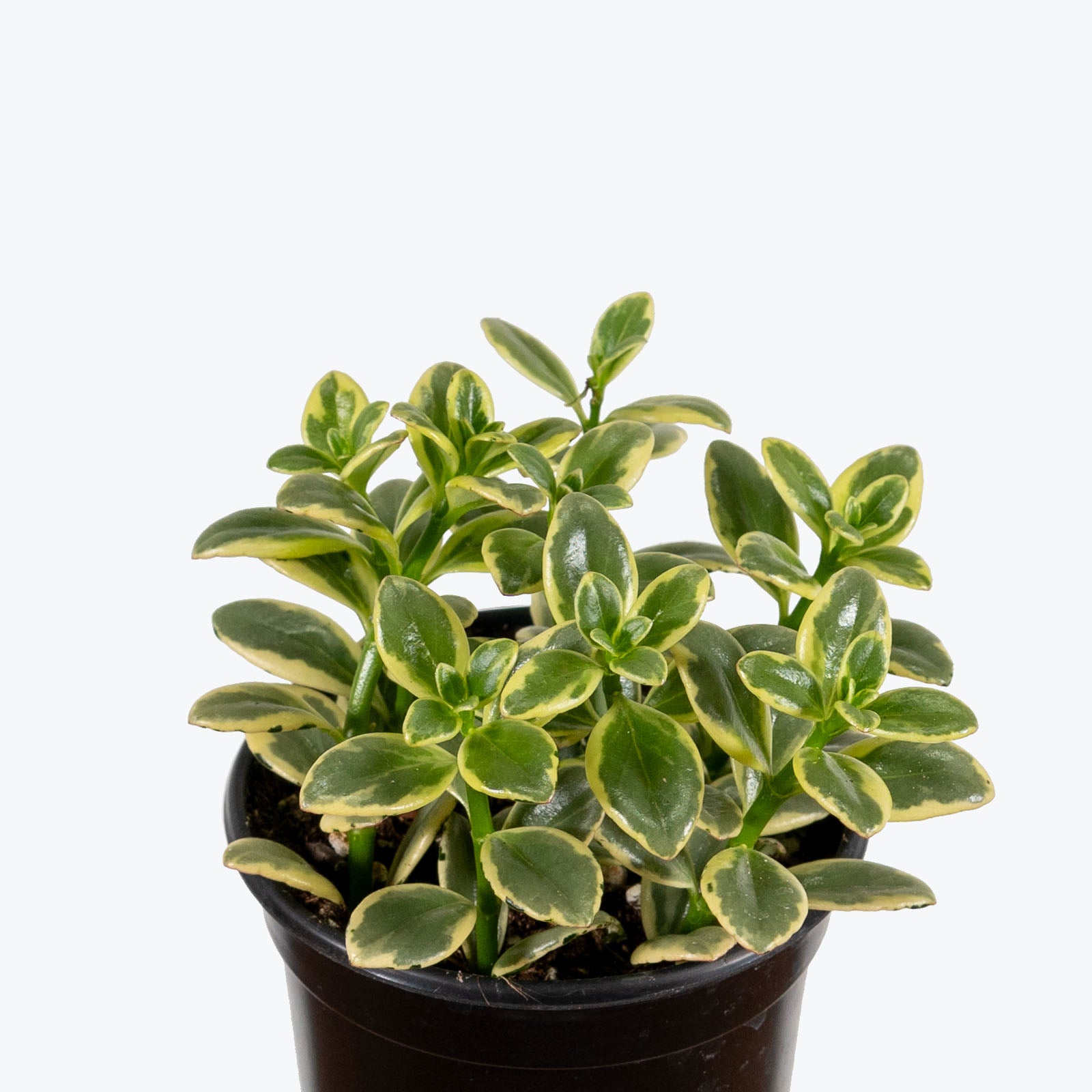 Nematanthus Variegated Goldfish Plant - House Plants Delivery Toronto - JOMO Studio