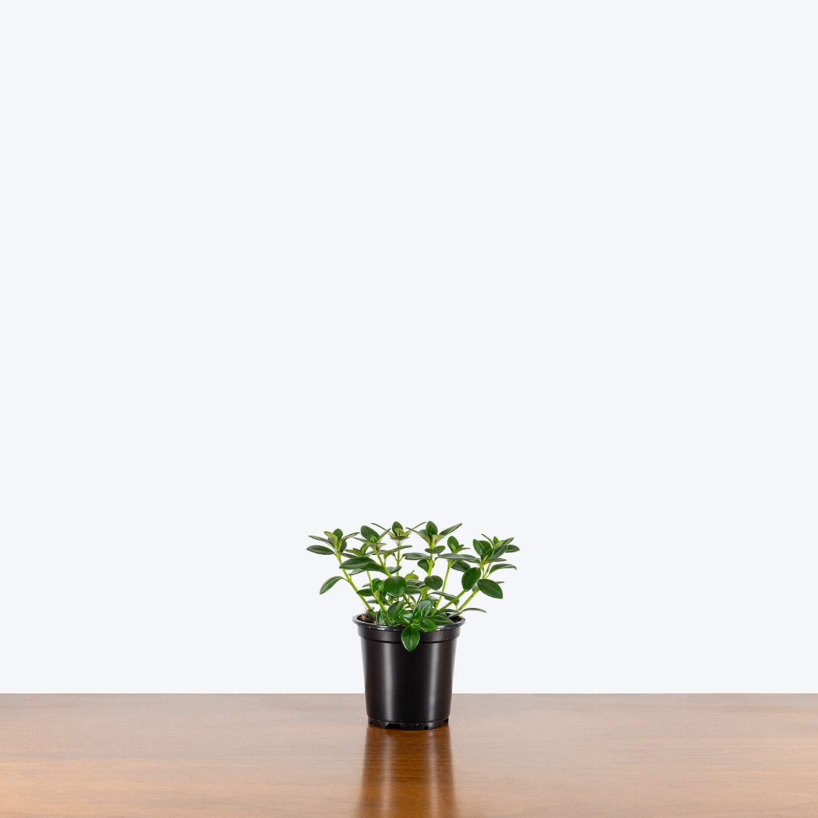 Nematanthus Marlene | Care Guide and Pro Tips - Delivery from Toronto across Canada - JOMO Studio