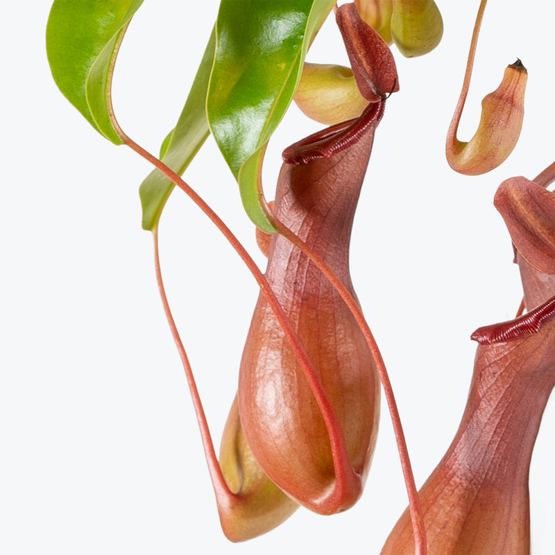 Nepenthes Alata Pitcher Plant | Exotic Carnivorous Pitcher Plants for Delivery | Care Guide and Pro Tips