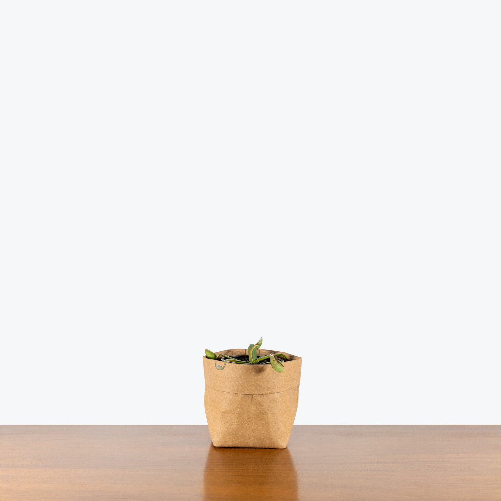 Nepenthes Albomarginata | Exotic Carnivorous Pitcher Plants for Delivery | Care Guide and Pro Tips