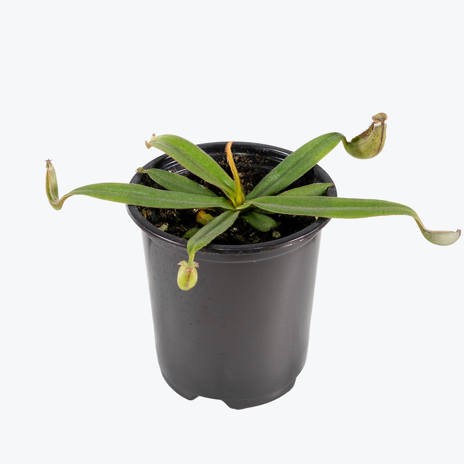 Nepenthes Albomarginata | Exotic Carnivorous Pitcher Plants for Delivery | Care Guide and Pro Tips