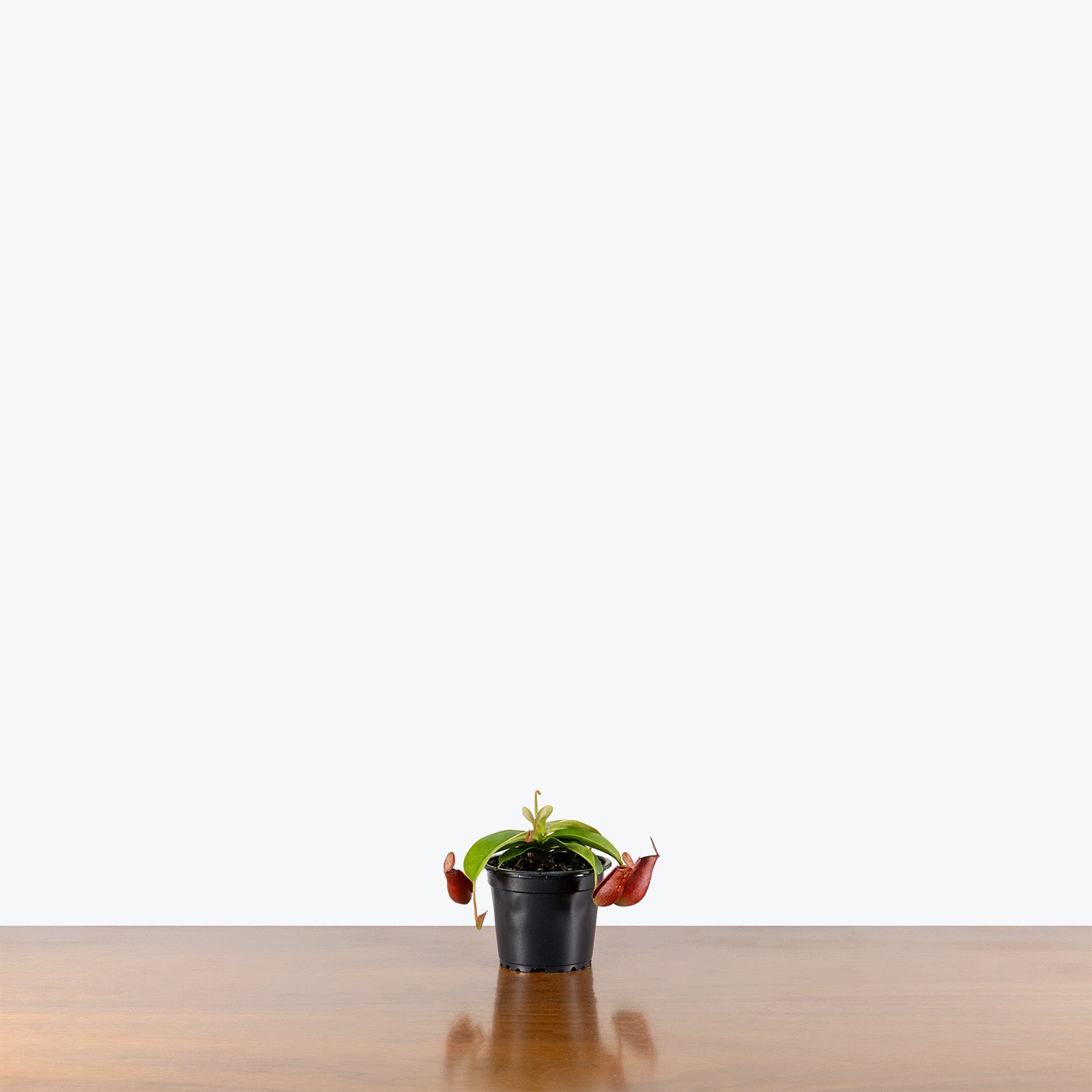 Nepenthes Diana | Tropical Carnivorous Plants & Houseplants for Delivery | Care Guide and Pro Tips