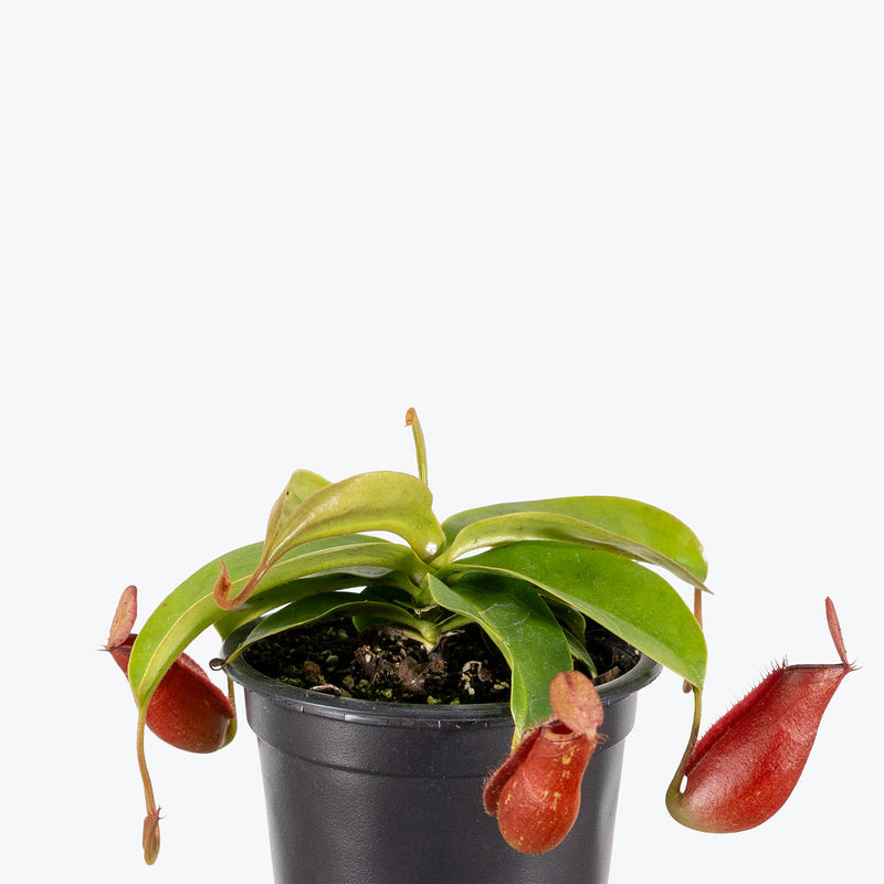 Nepenthes Diana | Tropical Carnivorous Plants & Houseplants for Delivery | Care Guide and Pro Tips