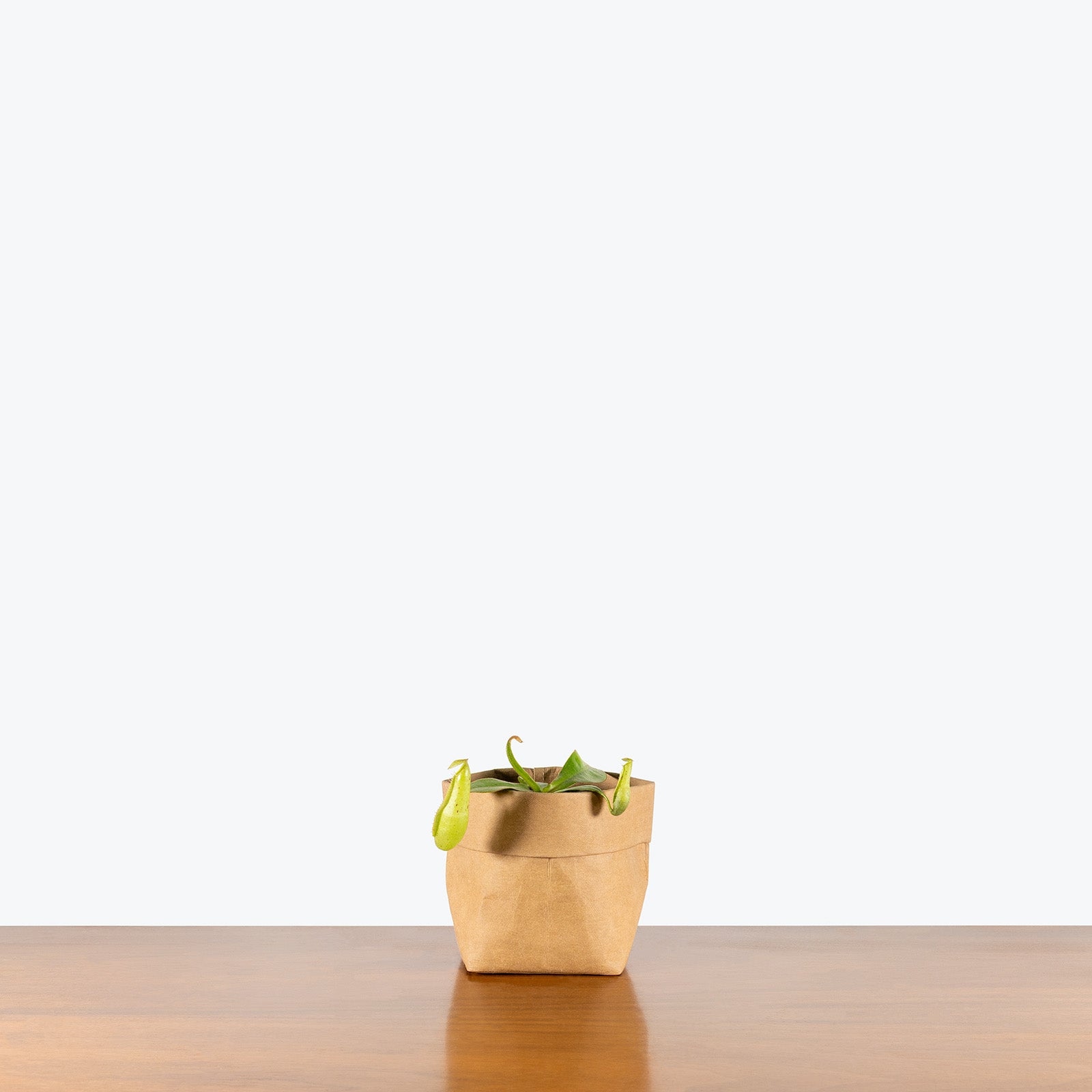 Nepenthes Dyeriana | Care Guide and Pro Tips - Delivery from Toronto across Canada - JOMO Studio