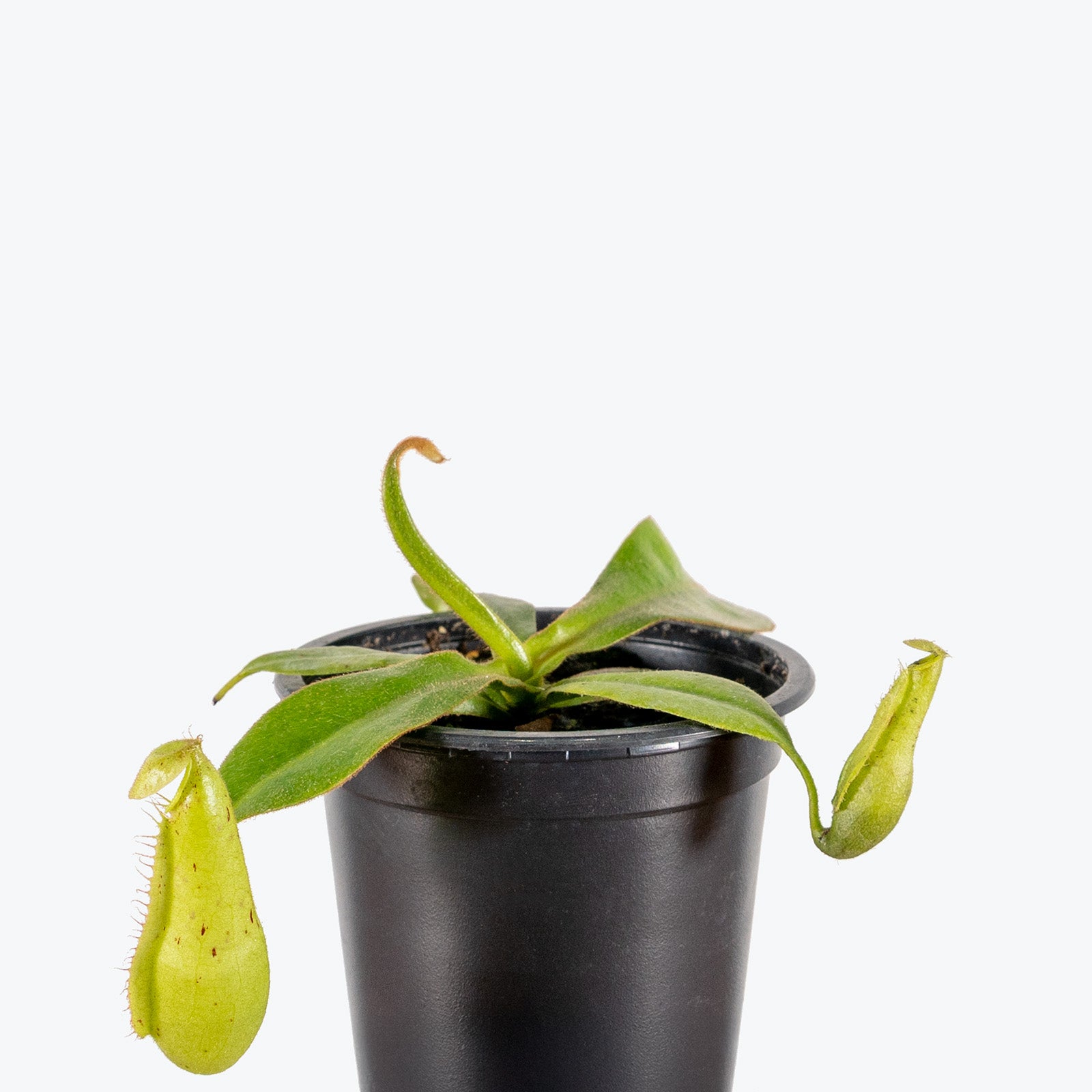 Nepenthes Dyeriana | Care Guide and Pro Tips - Delivery from Toronto across Canada - JOMO Studio