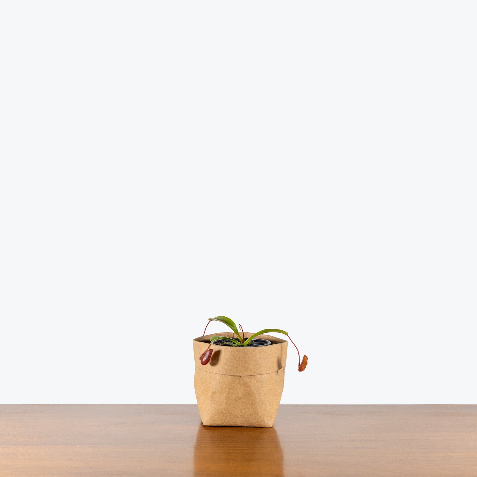 Nepenthes Lowii x Ventricosa | Exotic Carnivorous Pitcher Plants for Delivery | Care Guide and Pro Tips