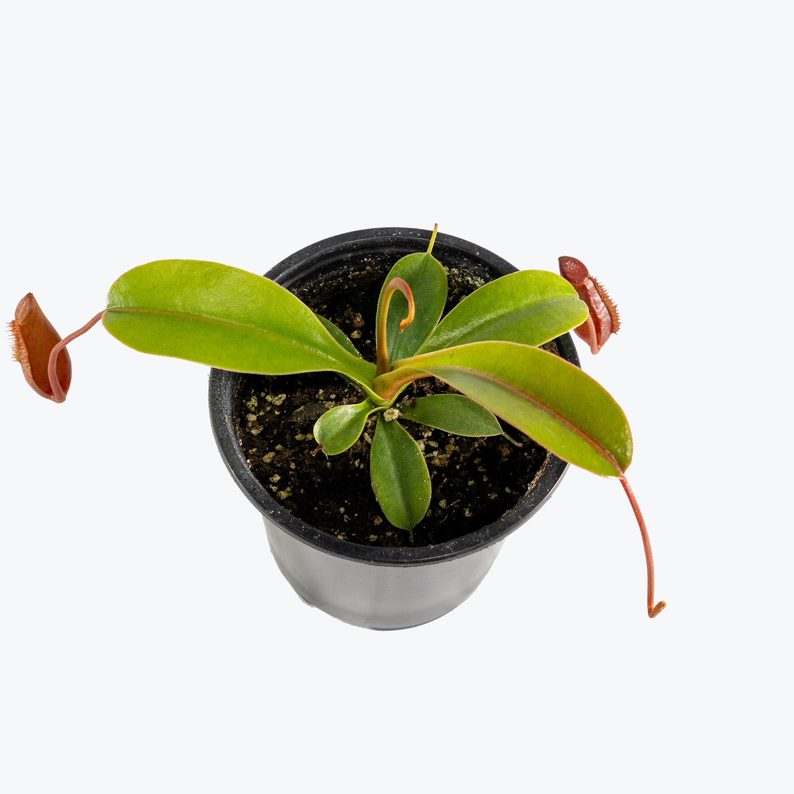 Nepenthes Lowii x Ventricosa | Exotic Carnivorous Pitcher Plants for Delivery | Care Guide and Pro Tips
