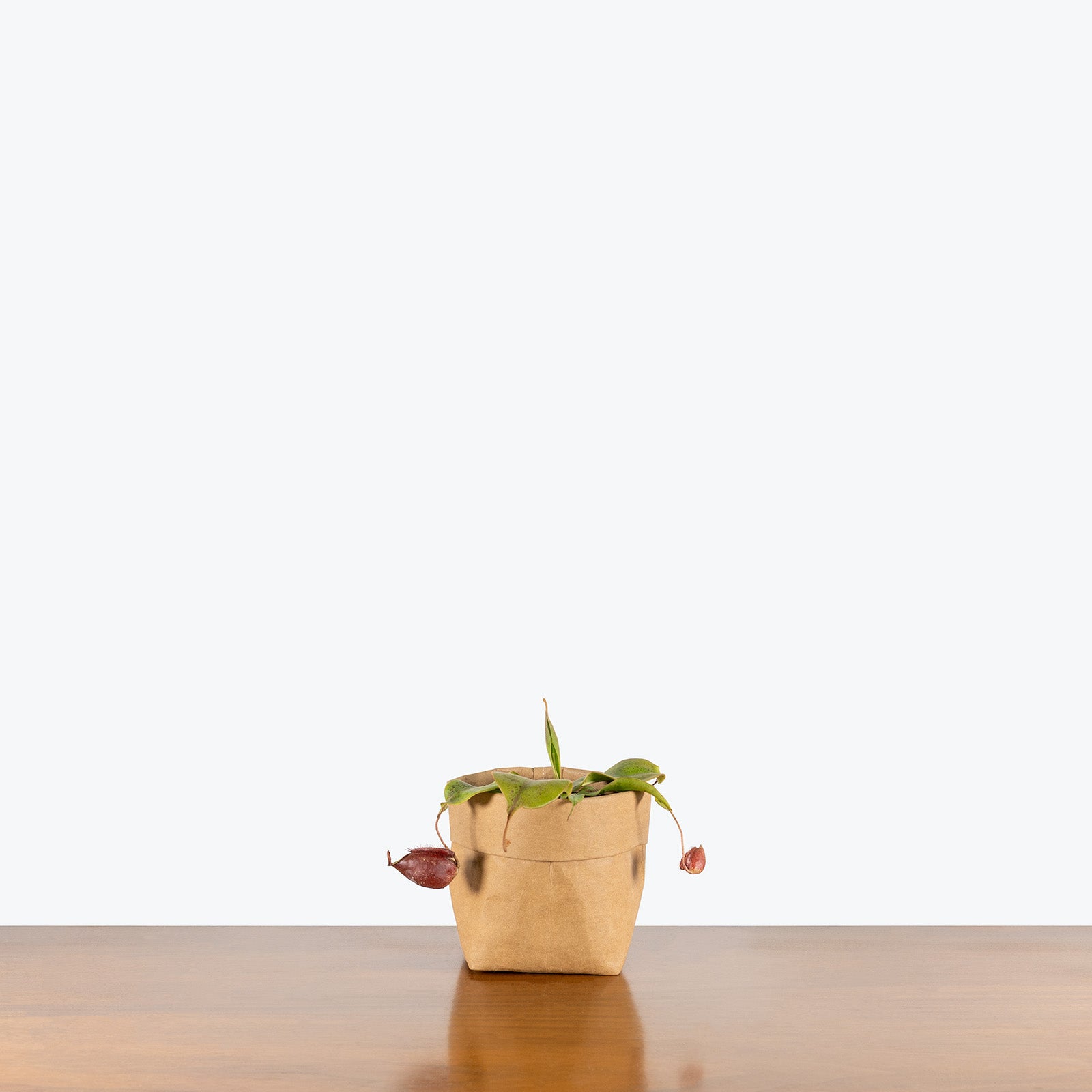 Nepenthes Mirabilis Var. Globosa x Ampullaria Black Miracle | Care Guide and Pro Tips - Delivery from Toronto across Canada - JOMO Studio