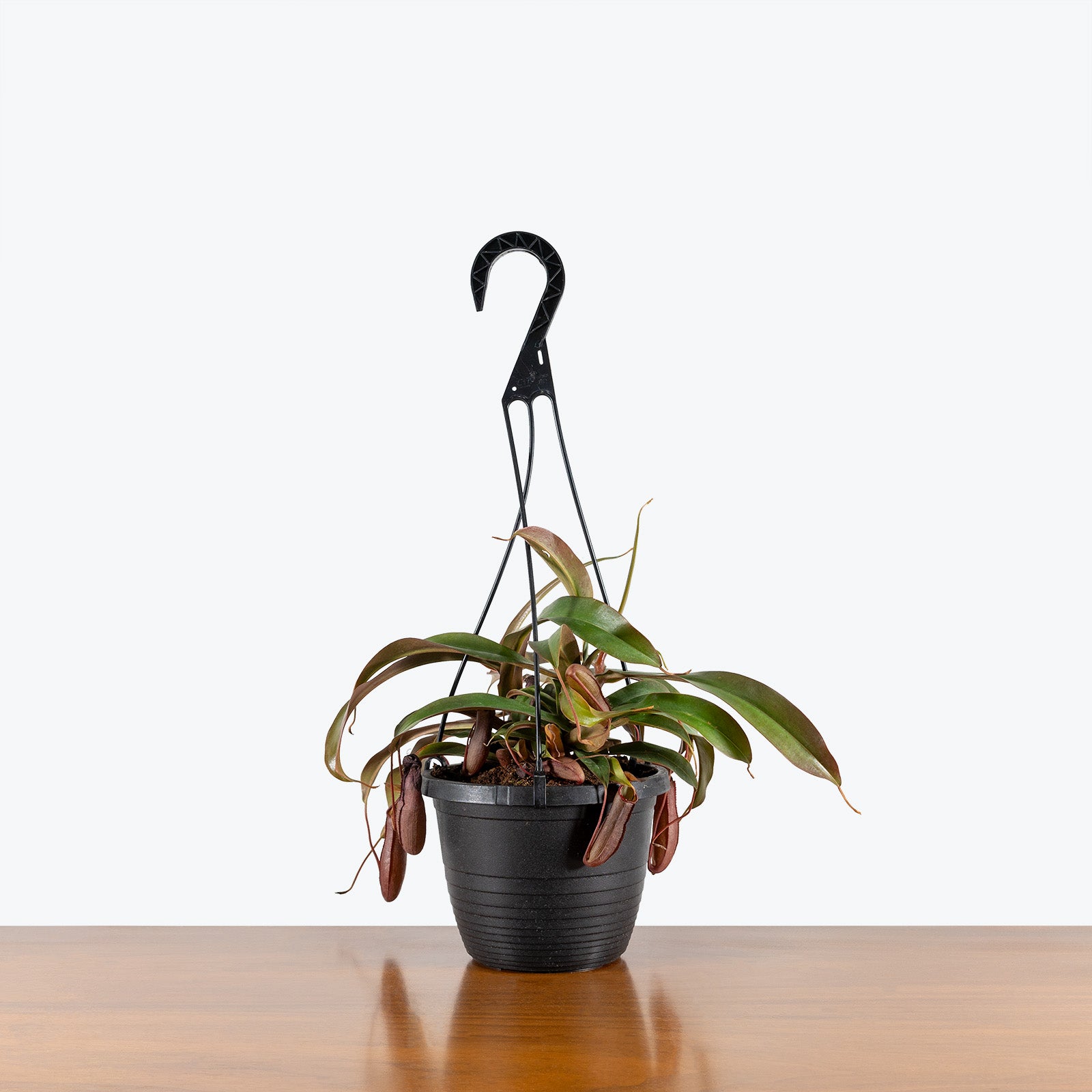 Nepenthes Pitcher Plant | Care Guide and Pro Tips - Delivery from Toronto across Canada - JOMO Studio