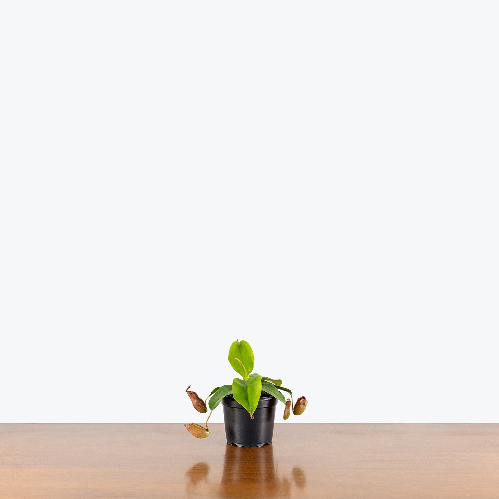 Nepenthes Pitcher Plant | Care Guide and Pro Tips - Delivery from Toronto across Canada - JOMO Studio
