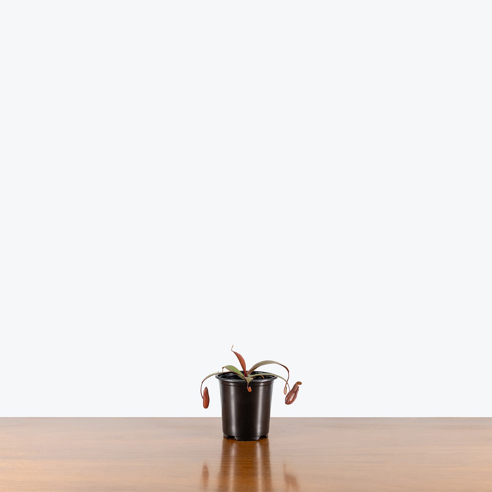 Nepenthes x Rebecca Soper | Exotic Carnivorous Pitcher Plants for Delivery | Care Guide and Pro Tips