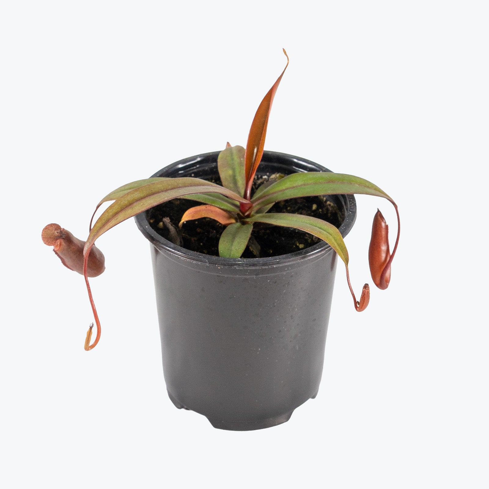 Nepenthes x Rebecca Soper | Exotic Carnivorous Pitcher Plants for Delivery | Care Guide and Pro Tips