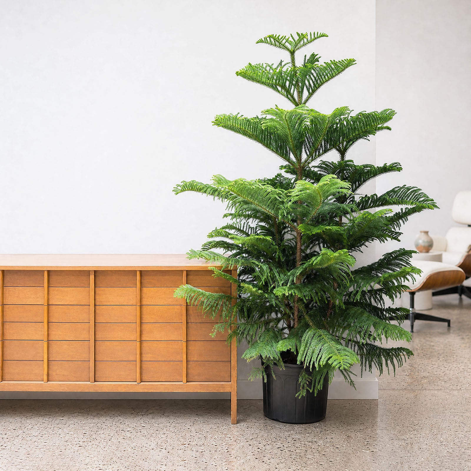 Norfolk Island Pine | Christmas Tree Alternative | Care Guide and Pro Tips - Delivery from Toronto across Canada - JOMO Studio