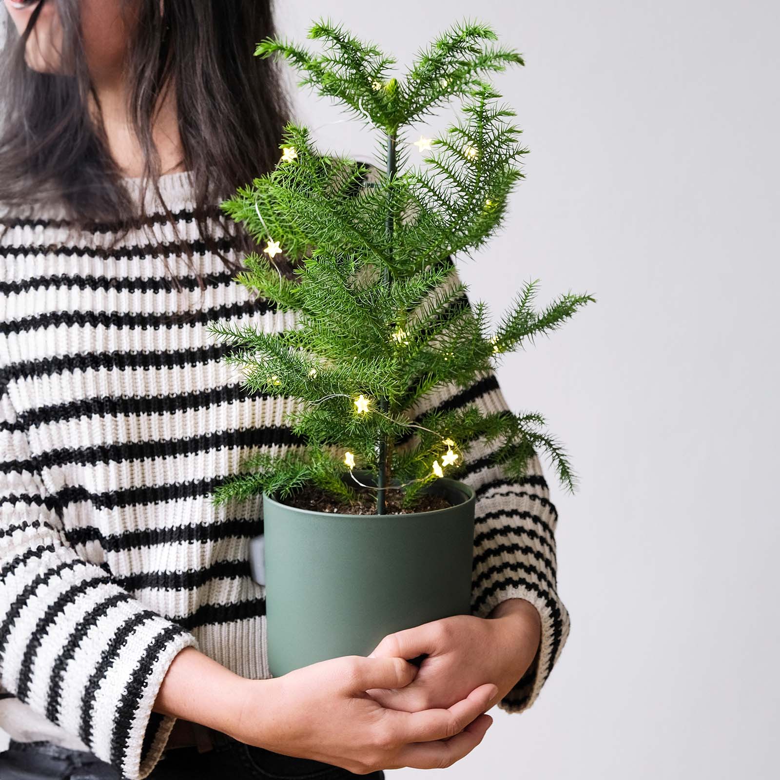 Norfolk Island Pine | Christmas Tree Alternative | Care Guide and Pro Tips - Delivery from Toronto across Canada - JOMO Studio