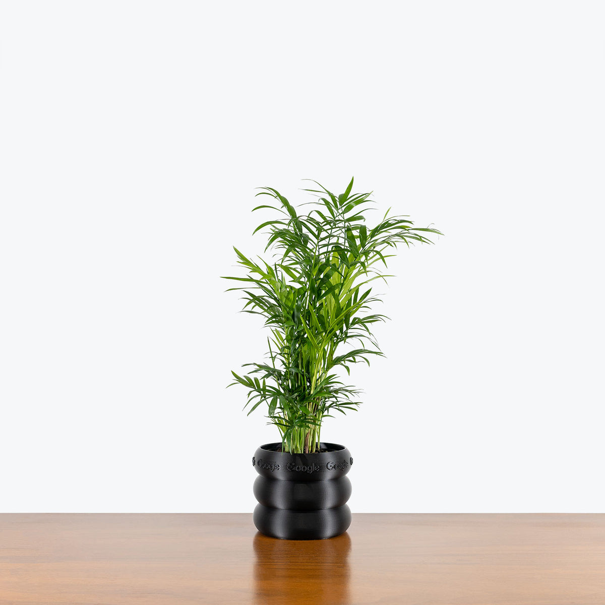 Custom Office Planters Gifts | JOMO Studio | Buy Plants Online | Houseplant Delivery & Plant Care