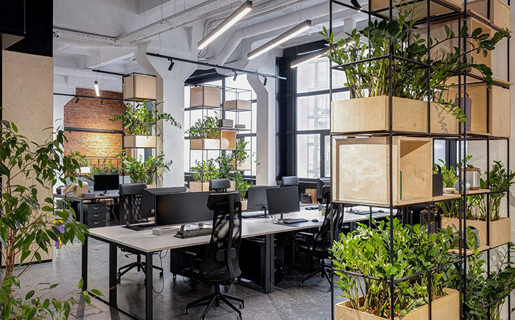 Toronto Office Plants - House Plants Delivery Toronto - JOMO Studio