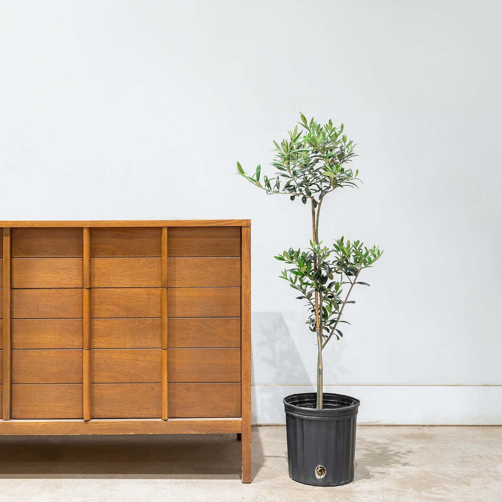 Olive Tree | Olea Europaea | Care Guide and Pro Tips - Delivery from Toronto across Canada - JOMO Studio