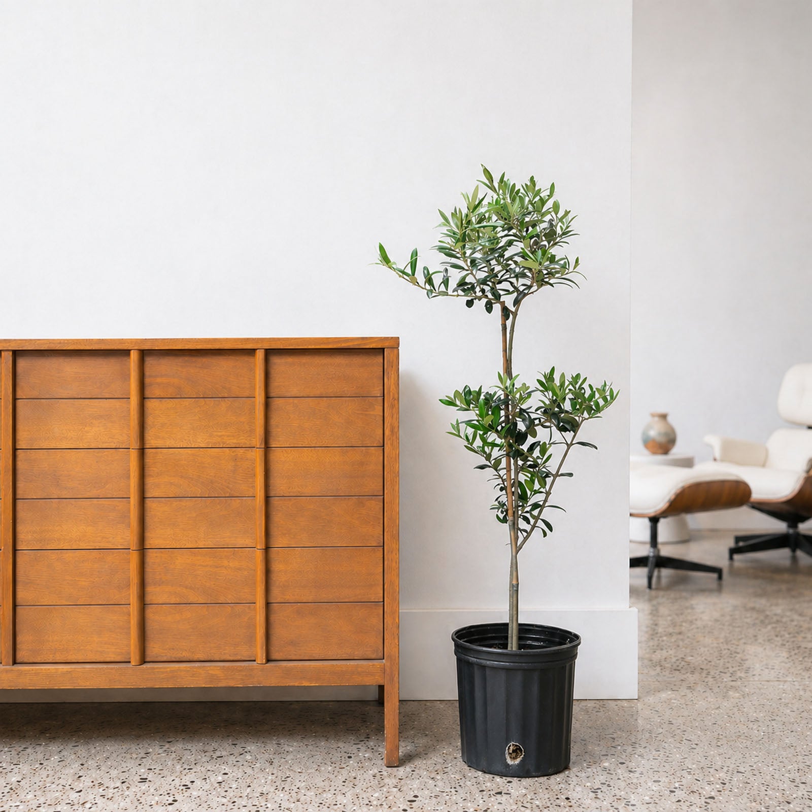 Olive Tree | Olea Europaea | Care Guide and Pro Tips - Delivery from Toronto across Canada - JOMO Studio