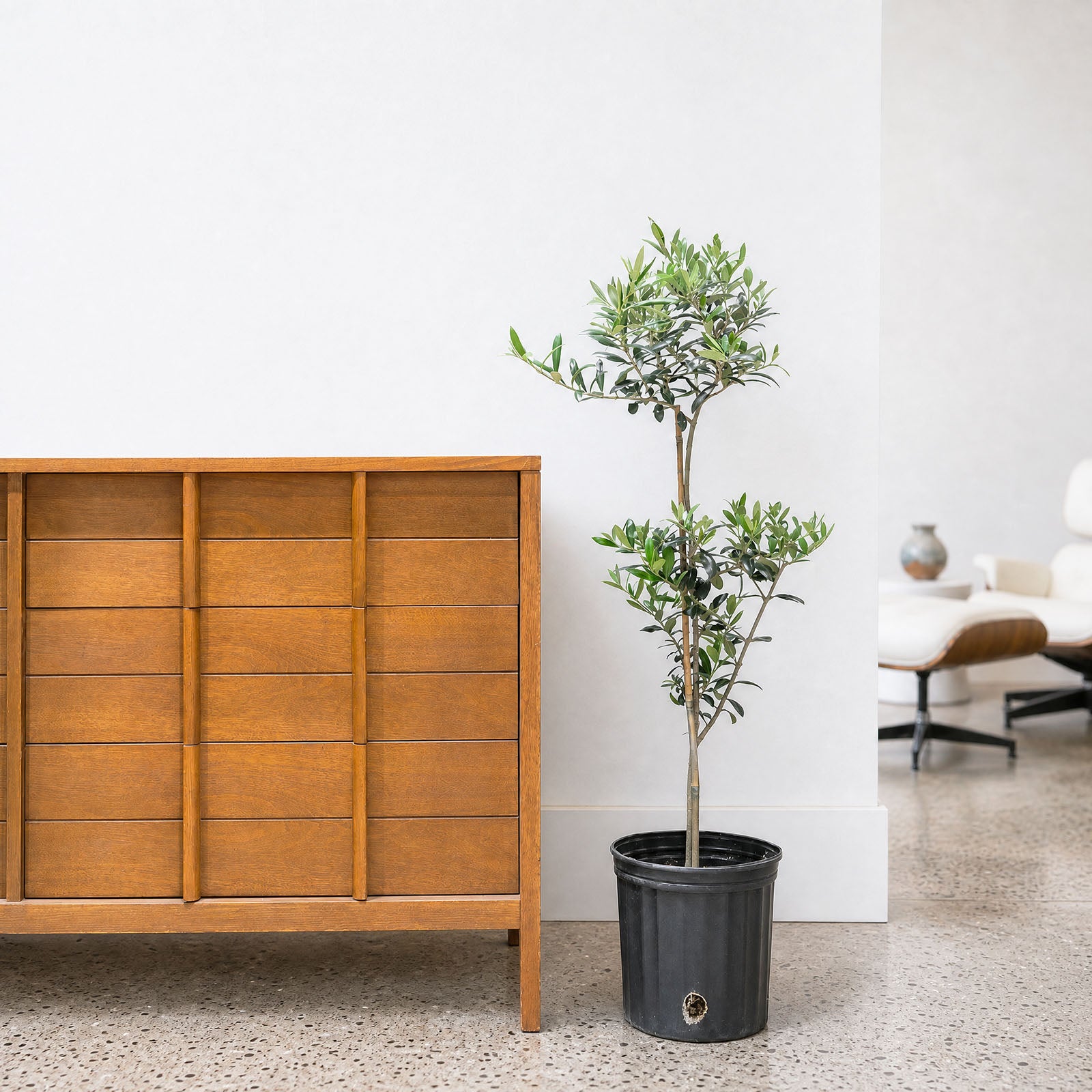 Olive Tree | Olea Europaea | Care Guide and Pro Tips - Delivery from Toronto across Canada - JOMO Studio