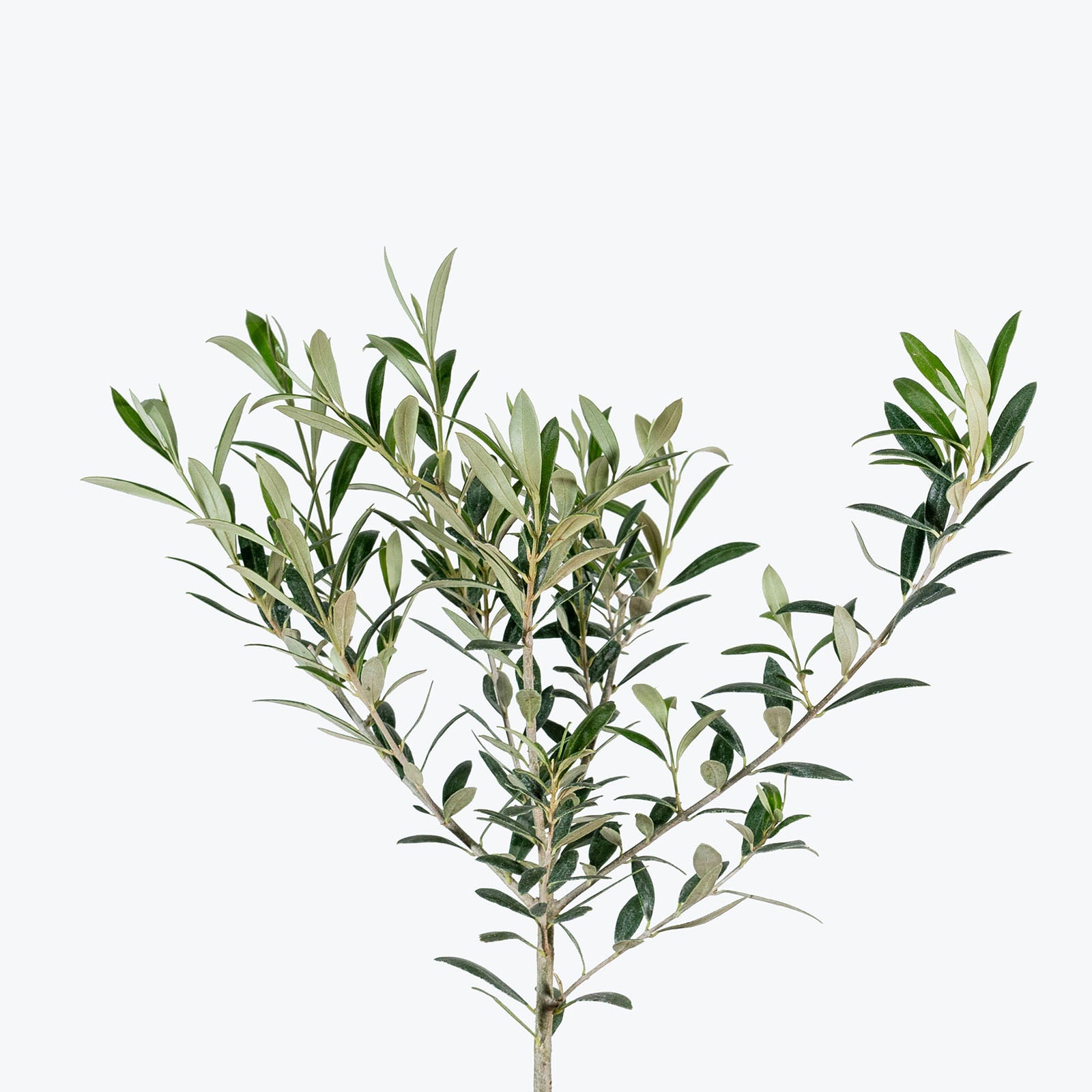 Olive Tree | Olea Europaea | Care Guide and Pro Tips - Delivery from Toronto across Canada - JOMO Studio