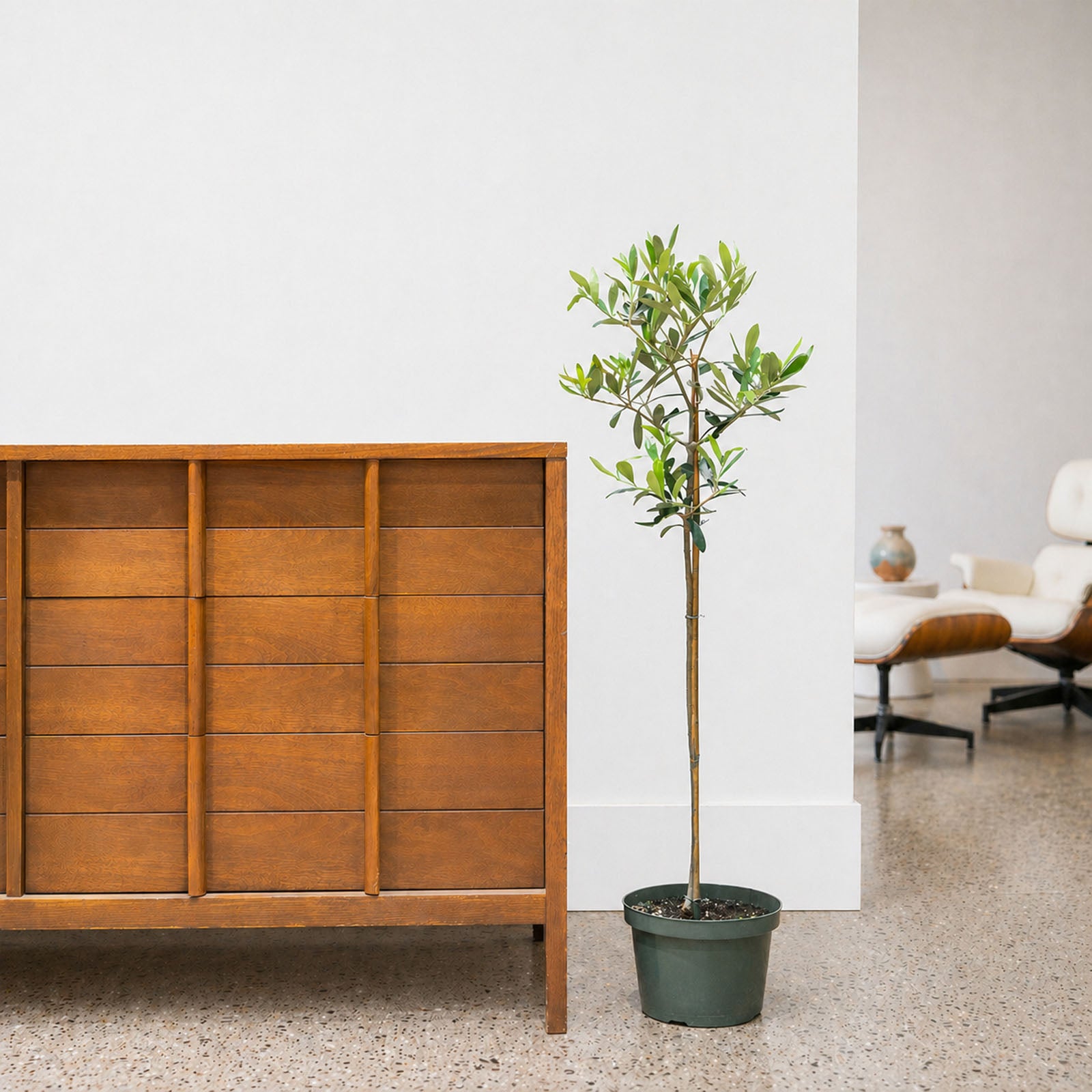 Olive Tree | Olea Europaea | Care Guide and Pro Tips - Delivery from Toronto across Canada - JOMO Studio