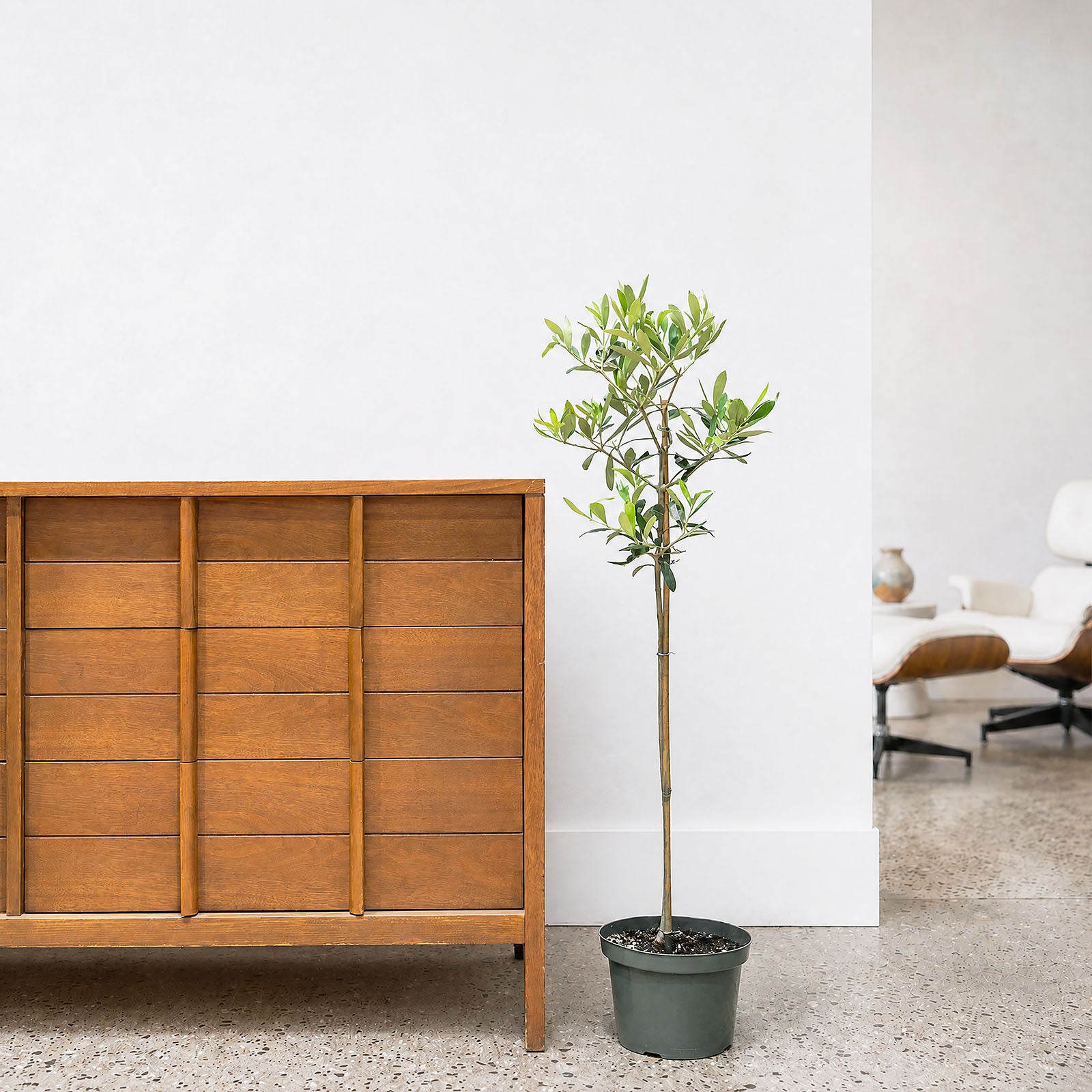 Olive Tree | Olea Europaea | Care Guide and Pro Tips - Delivery from Toronto across Canada - JOMO Studio