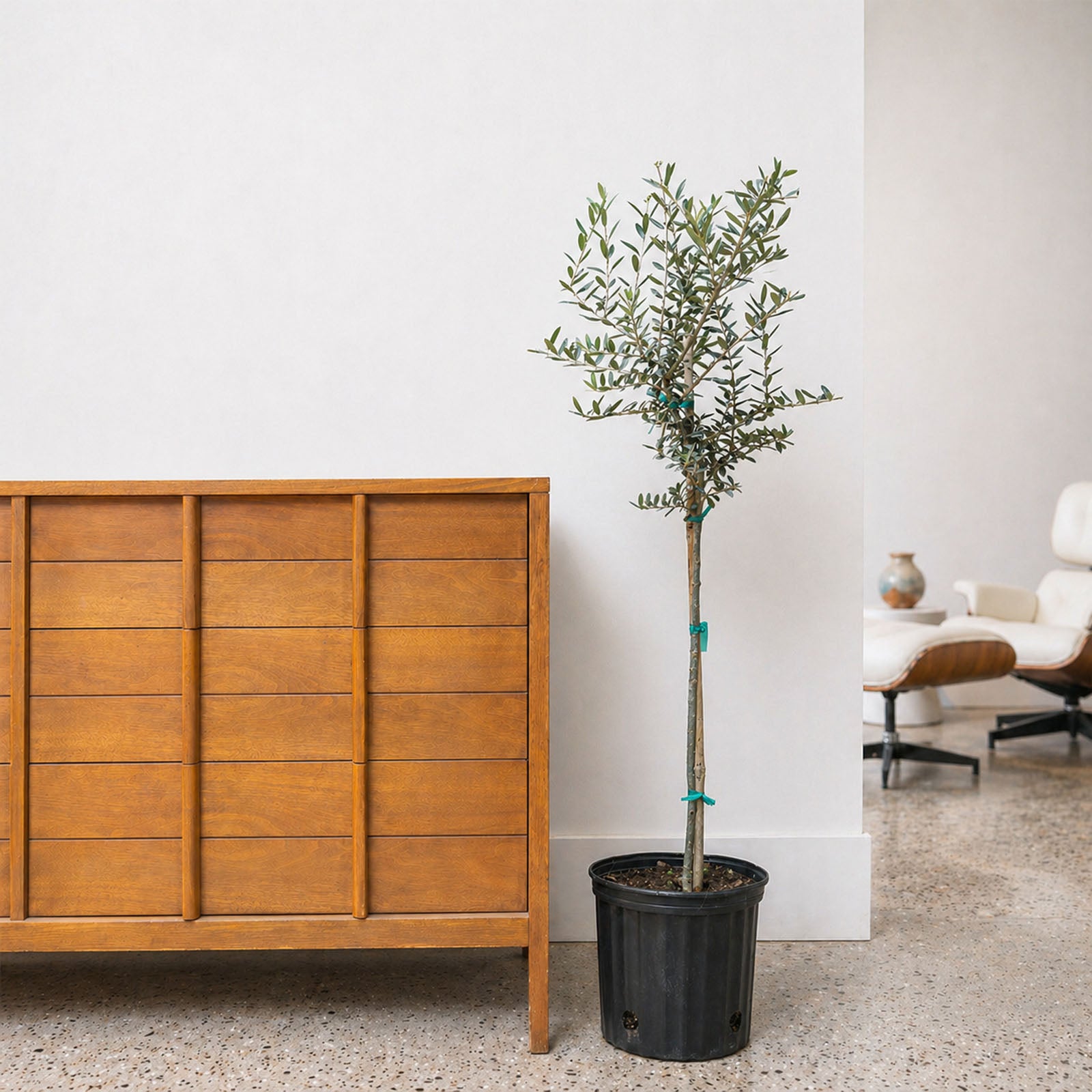 Olive Tree | Olea Europaea | Care Guide and Pro Tips - Delivery from Toronto across Canada - JOMO Studio