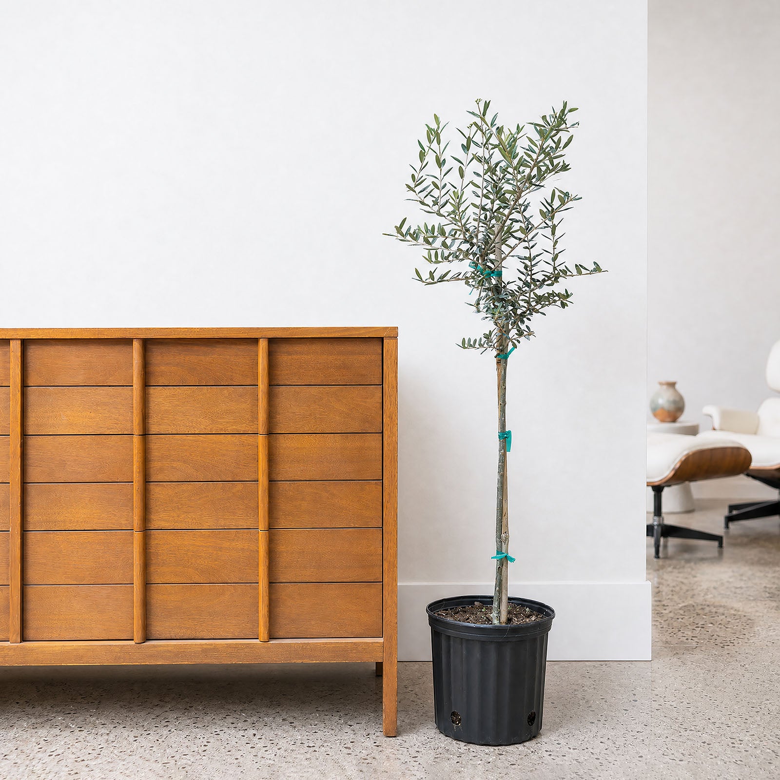 Olive Tree | Olea Europaea | Care Guide and Pro Tips - Delivery from Toronto across Canada - JOMO Studio