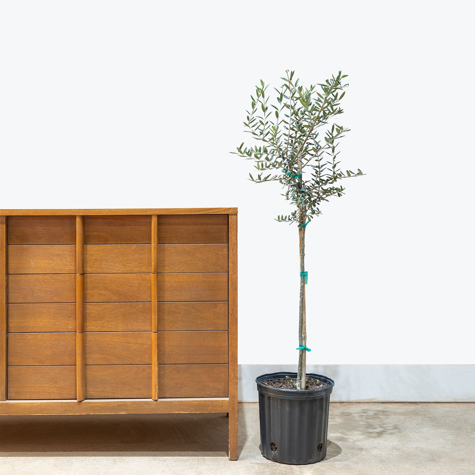 Olive Tree | Olea Europaea | Care Guide and Pro Tips - Delivery from Toronto across Canada - JOMO Studio