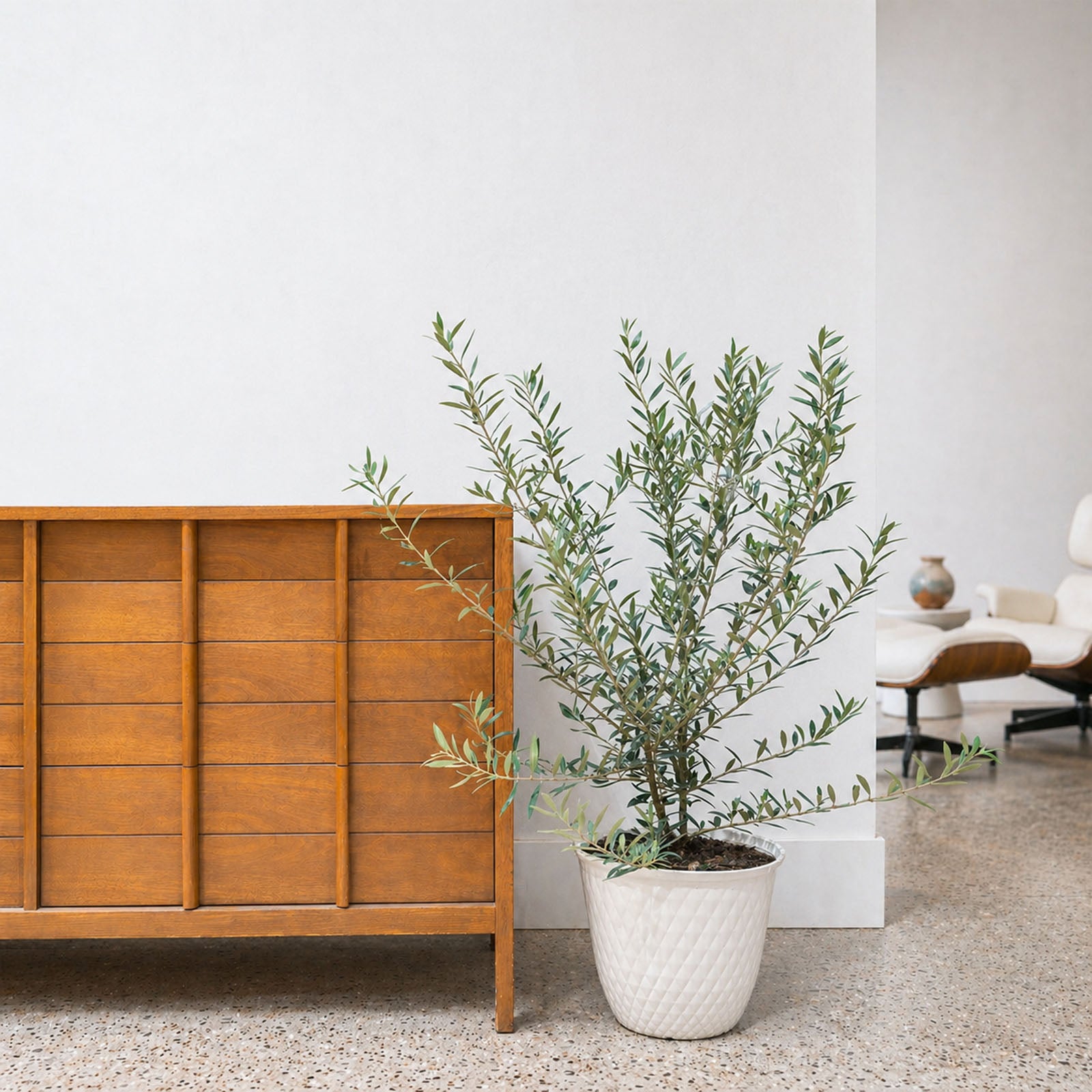 Olive Tree | Olea Europaea | Care Guide and Pro Tips - Delivery from Toronto across Canada - JOMO Studio