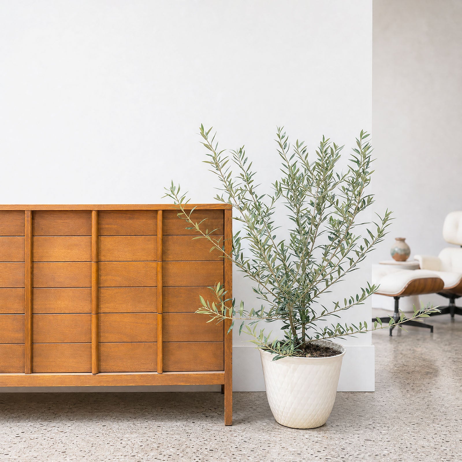 Olive Tree | Olea Europaea | Care Guide and Pro Tips - Delivery from Toronto across Canada - JOMO Studio