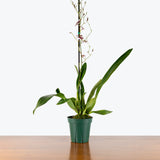 Oncidium Heaven Scent Redolence — 4" Pot