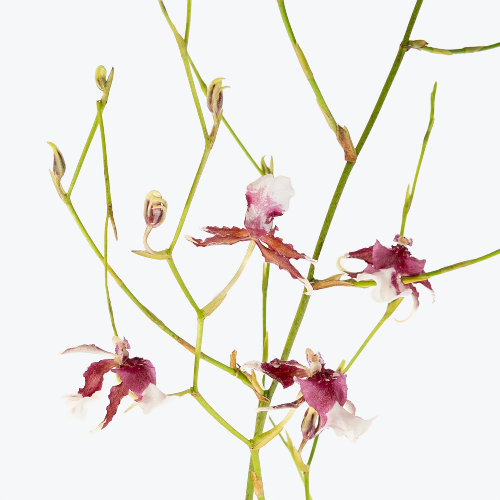 Oncidium Heaven Scent Redolence | Care Guide and Pro Tips - Delivery from Toronto across Canada - JOMO Studio