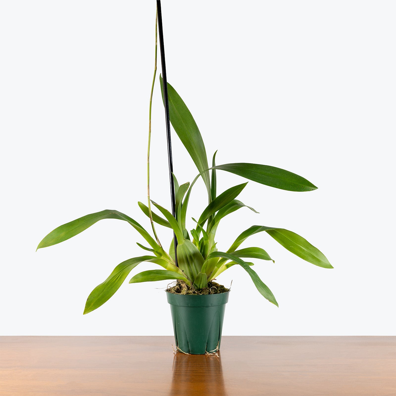 Oncidium Sharry Baby Sweet Fragrance | Care Guide and Pro Tips - Delivery from Toronto across Canada - JOMO Studio