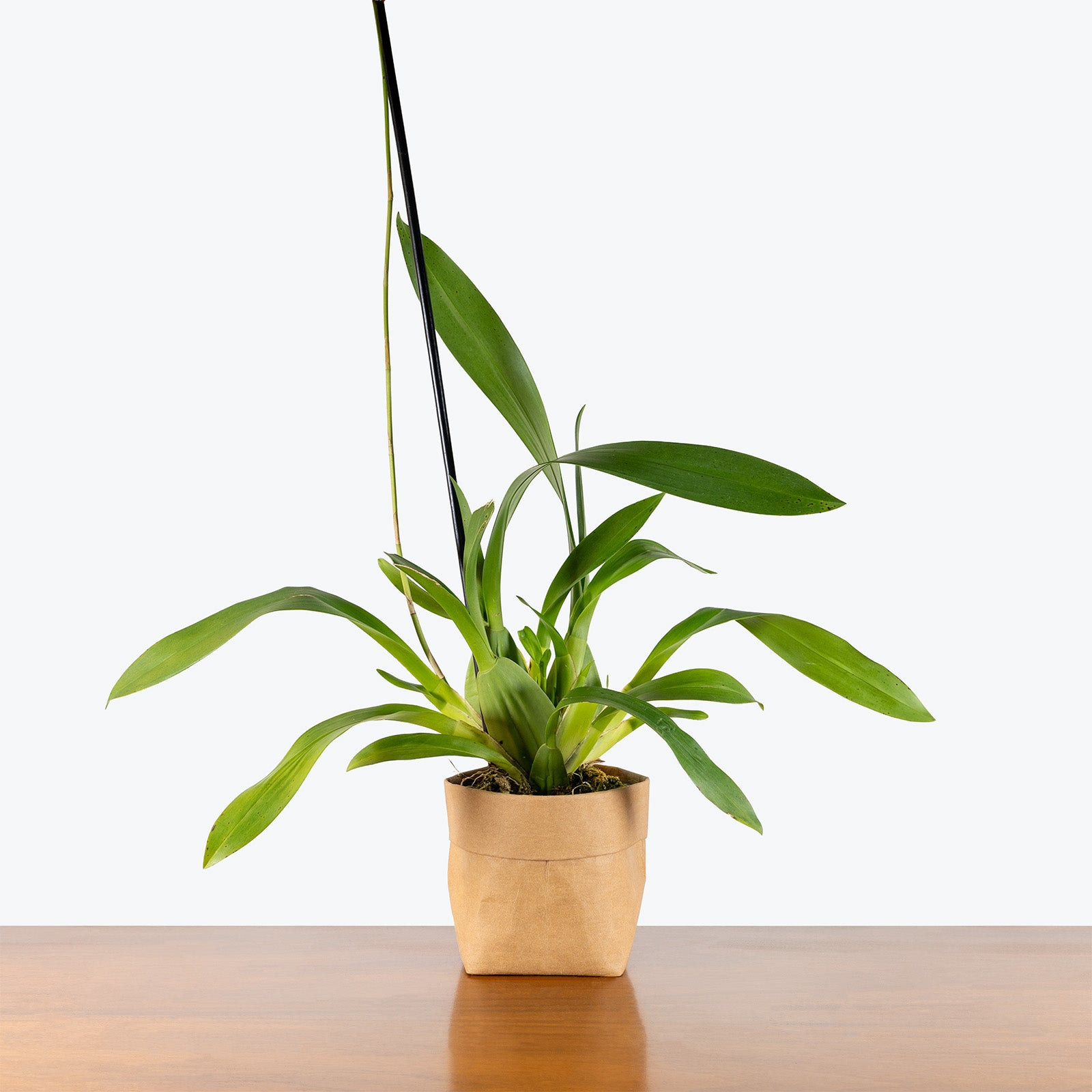 Oncidium Sharry Baby Sweet Fragrance | Care Guide and Pro Tips - Delivery from Toronto across Canada - JOMO Studio
