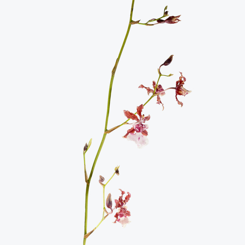 Oncidium Sharry Baby Sweet Fragrance | Care Guide and Pro Tips - Delivery from Toronto across Canada - JOMO Studio