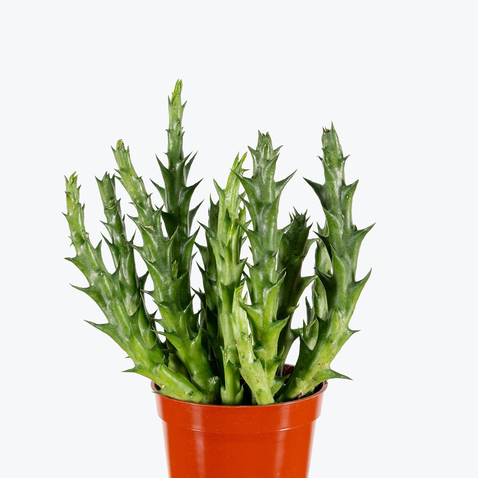 Orbea Caudata | Care Guide and Pro Tips - Delivery from Toronto across Canada - JOMO Studio