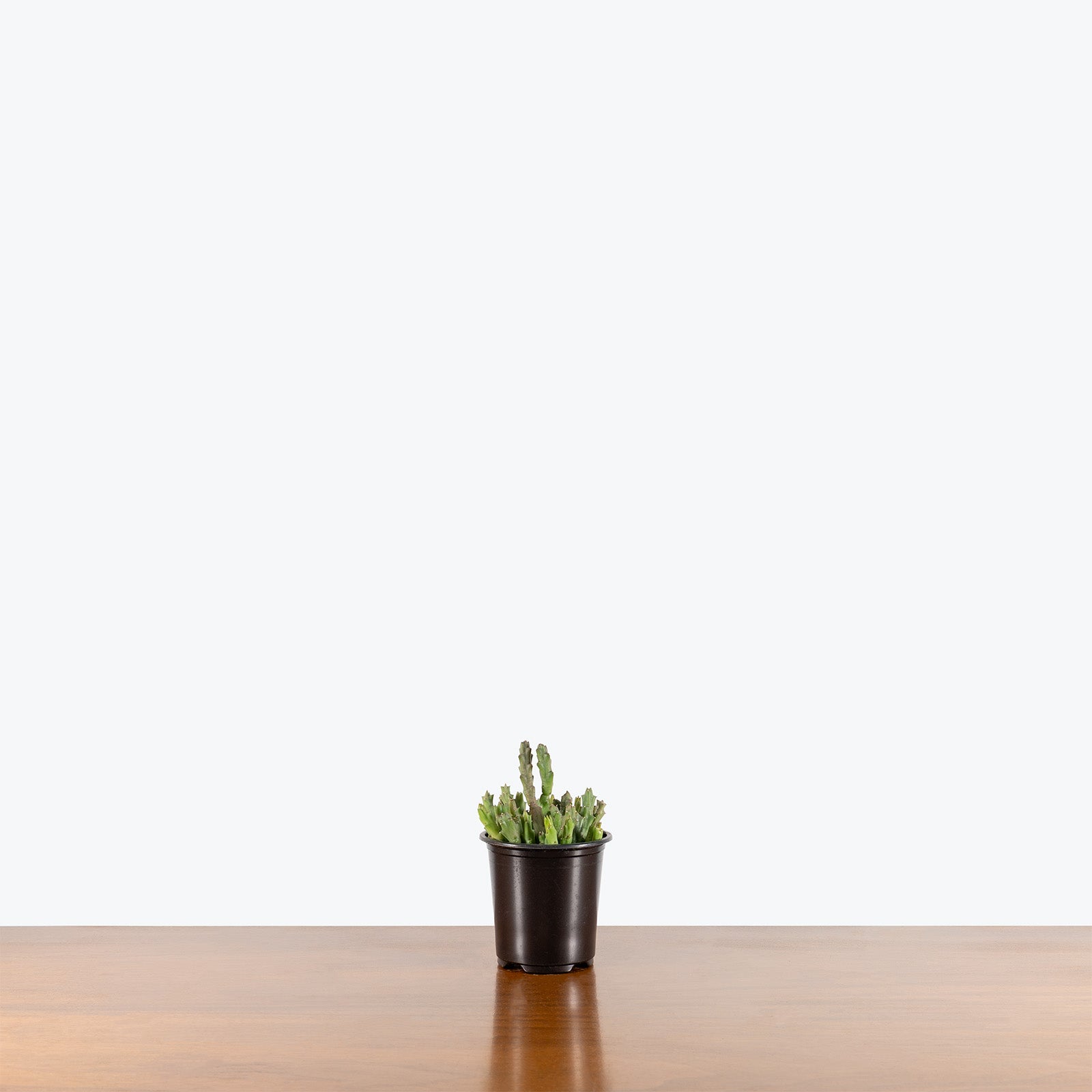Orbea Caudata | Care Guide and Pro Tips - Delivery from Toronto across Canada - JOMO Studio