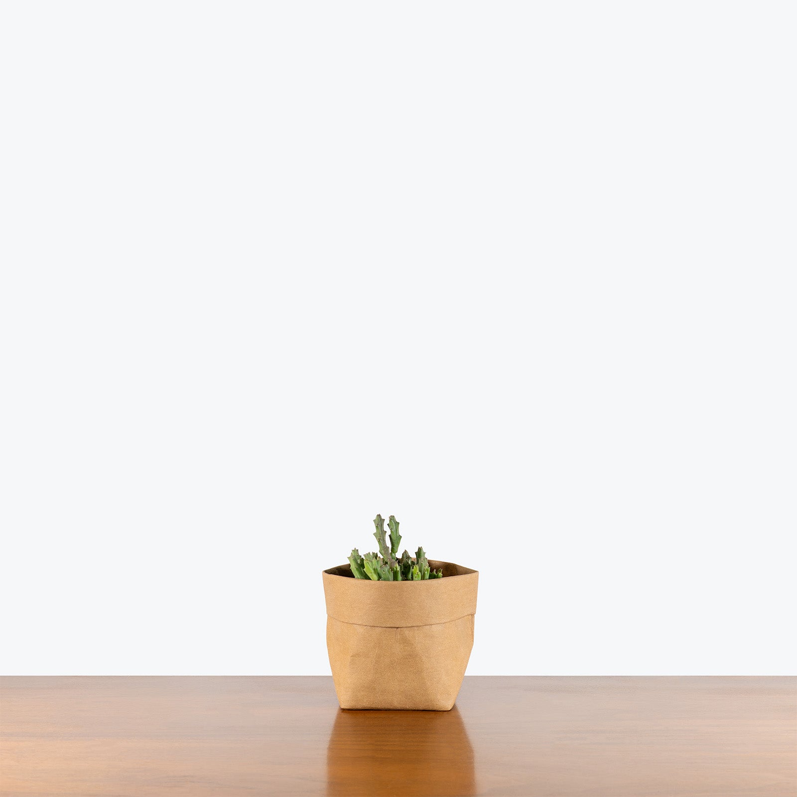 Orbea Caudata | Care Guide and Pro Tips - Delivery from Toronto across Canada - JOMO Studio