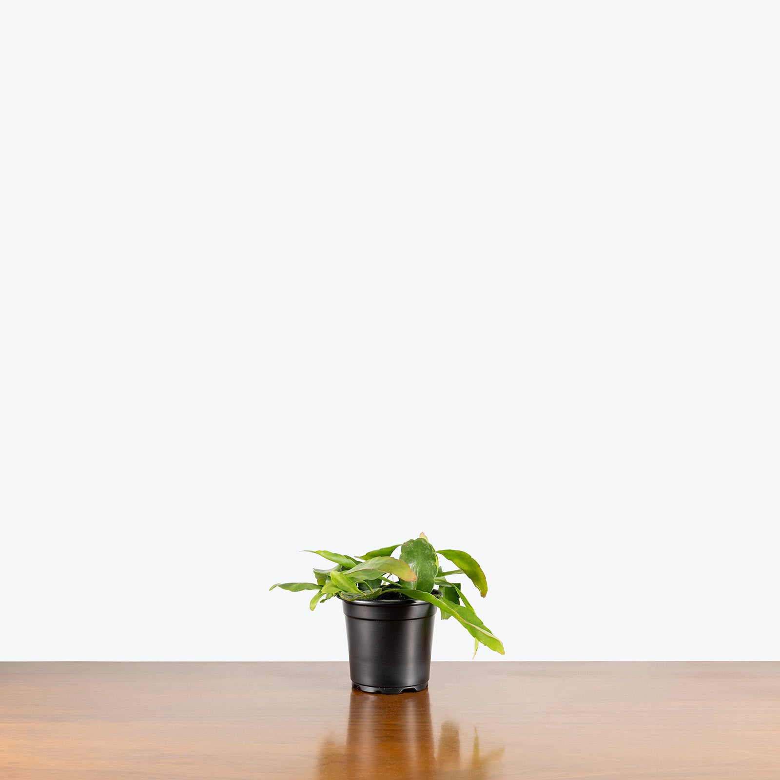 Orchid Cactus Beavertail | Care Guide and Pro Tips - Delivery from Toronto across Canada - JOMO Studio