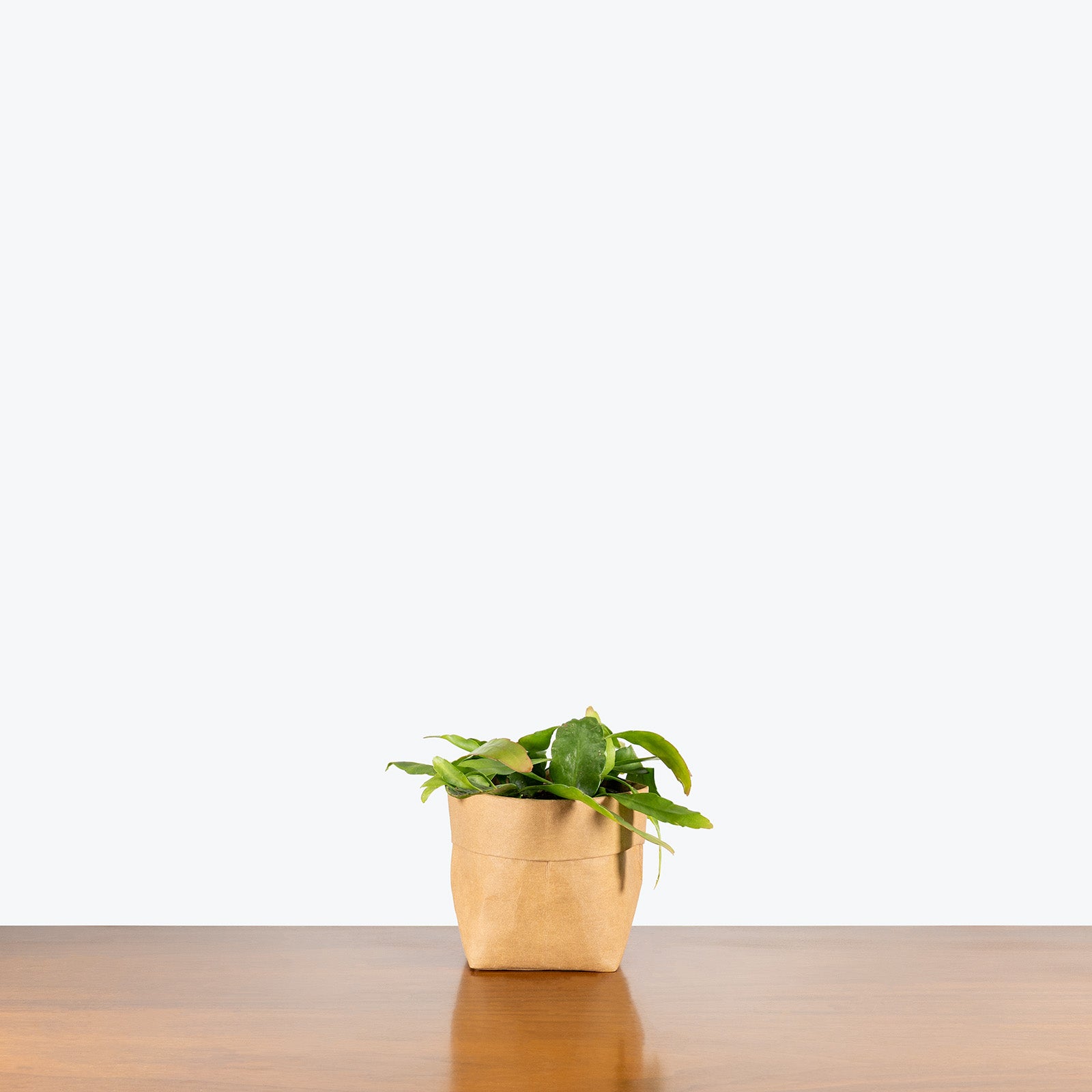 Orchid Cactus Beavertail | Care Guide and Pro Tips - Delivery from Toronto across Canada - JOMO Studio