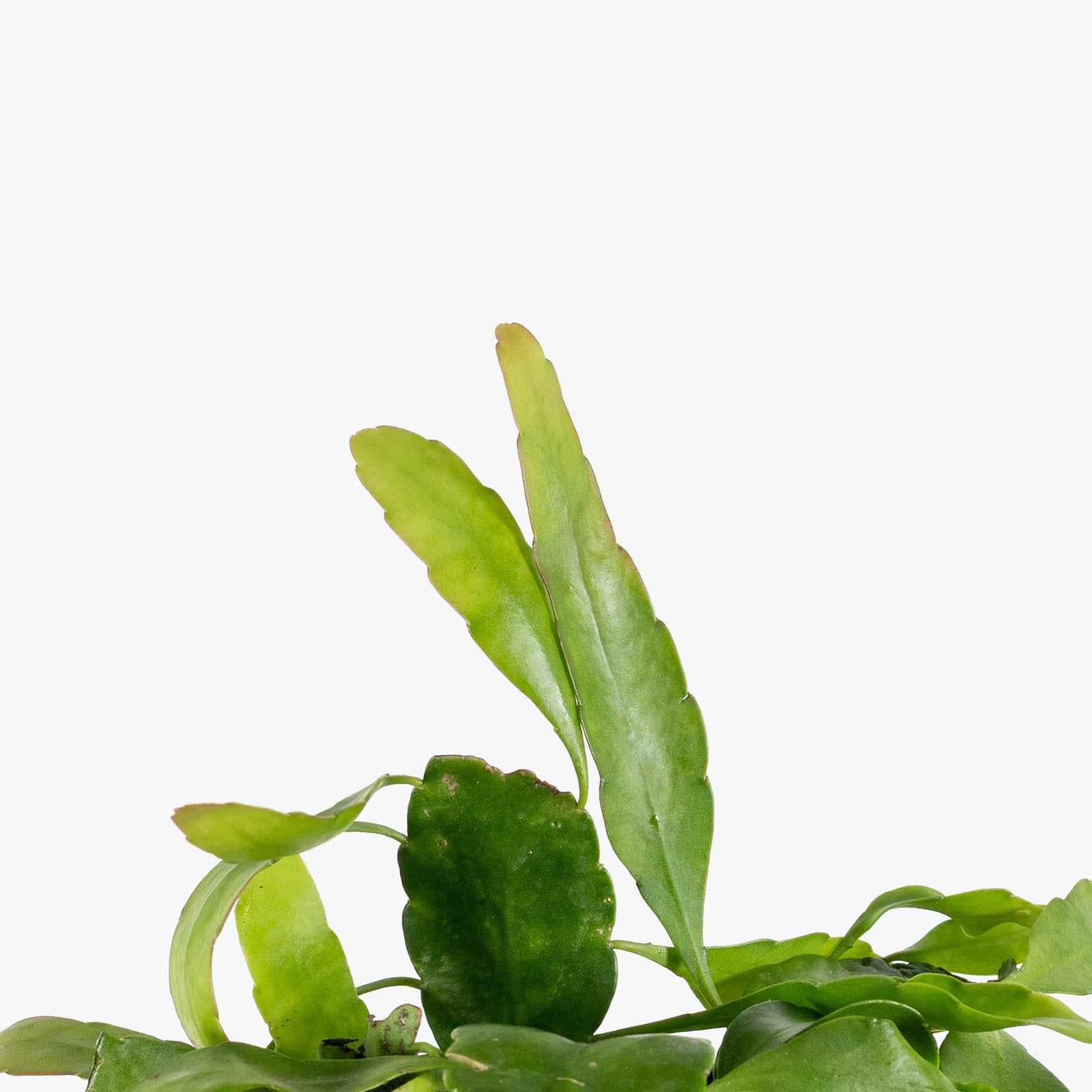 Orchid Cactus Beavertail | Care Guide and Pro Tips - Delivery from Toronto across Canada - JOMO Studio