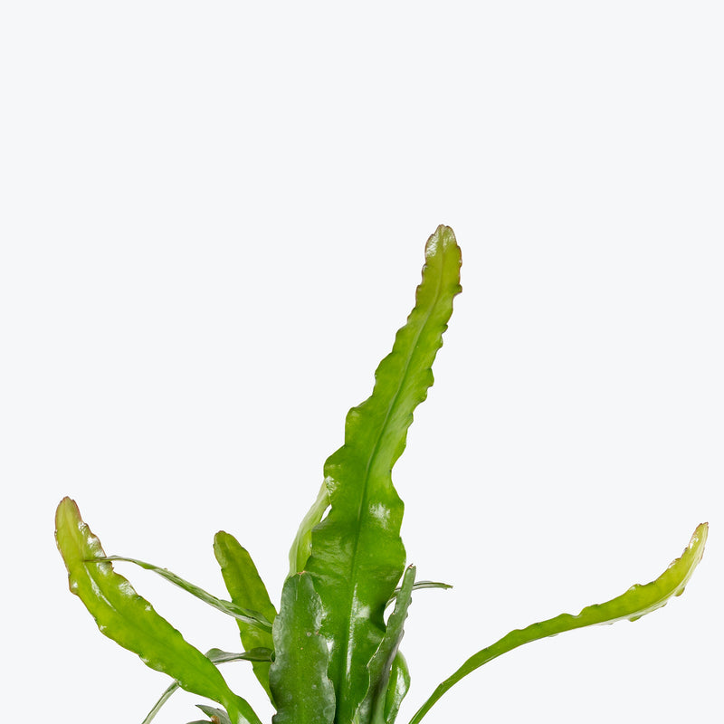 Orchid Cactus Fire | Care Guide and Pro Tips - Delivery from Toronto across Canada - JOMO Studio