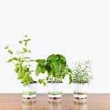 Herb Trio — Peppermint + Rosemary + Basil