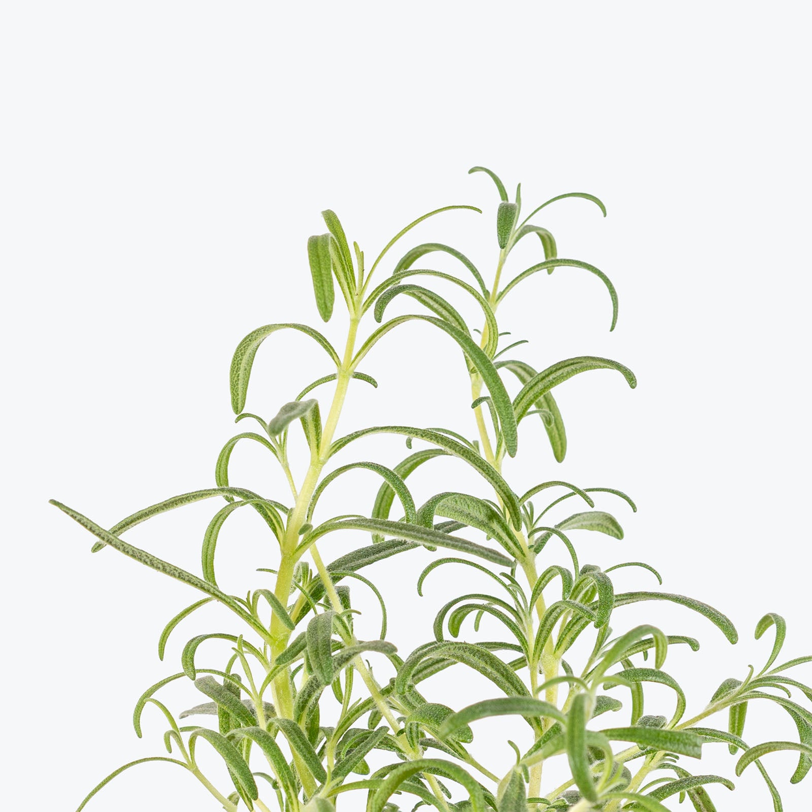 Organic Herb Trio - House Plants Delivery Toronto - JOMO Studio