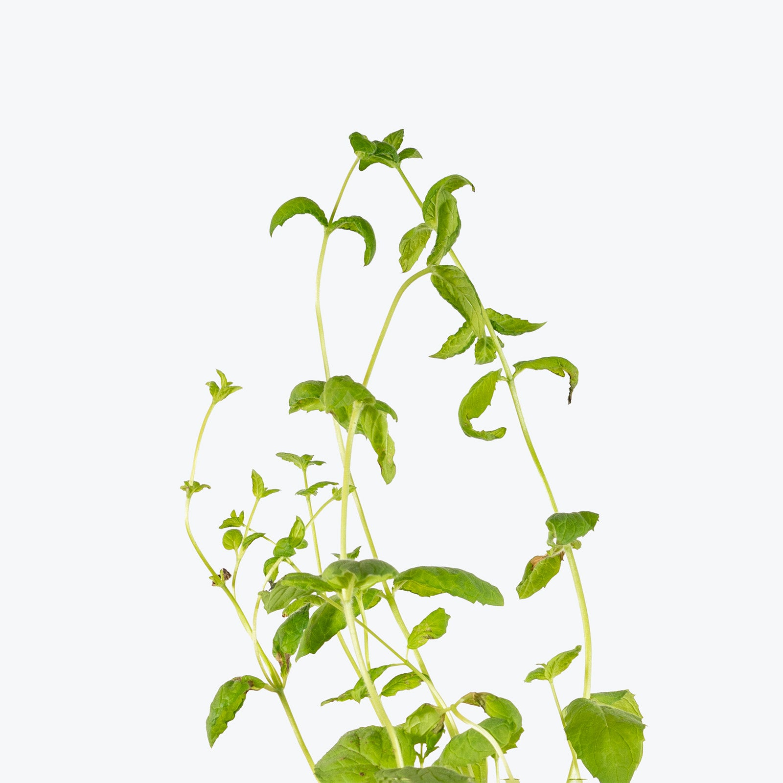 Organic Herb Trio - House Plants Delivery Toronto - JOMO Studio