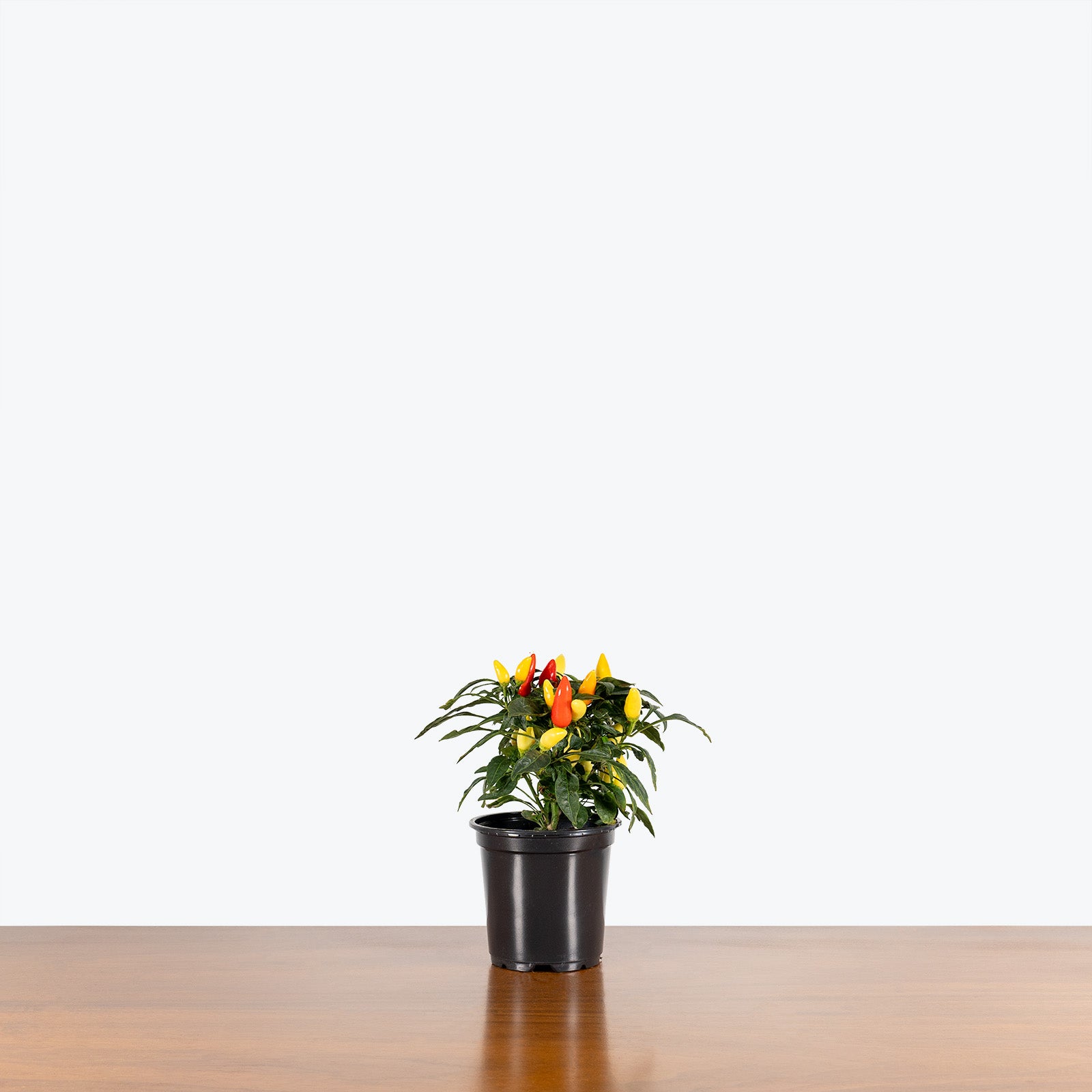 Ornamental Pepper - House Plants Delivery Toronto - JOMO Studio