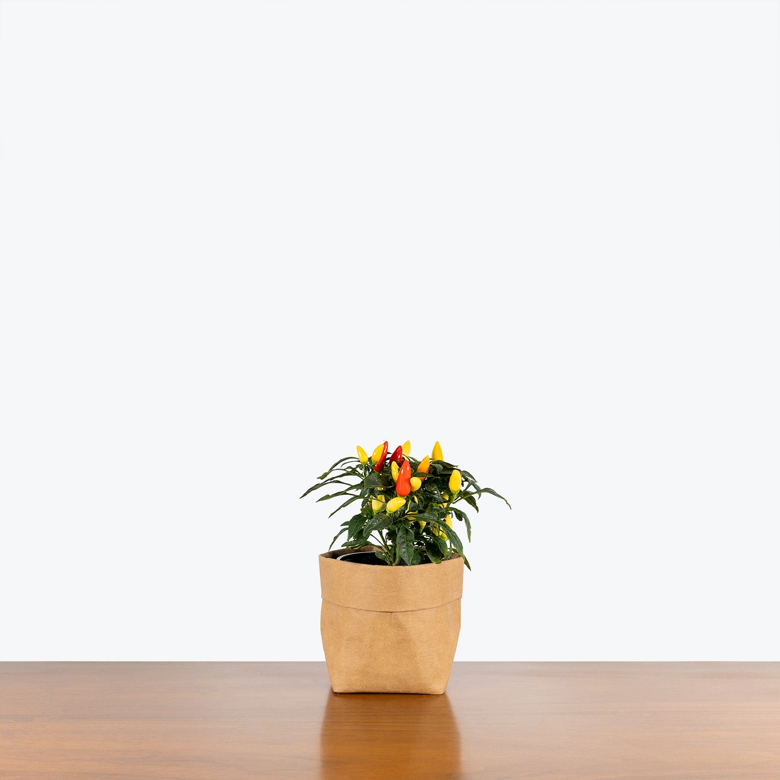 Ornamental Pepper - House Plants Delivery Toronto - JOMO Studio