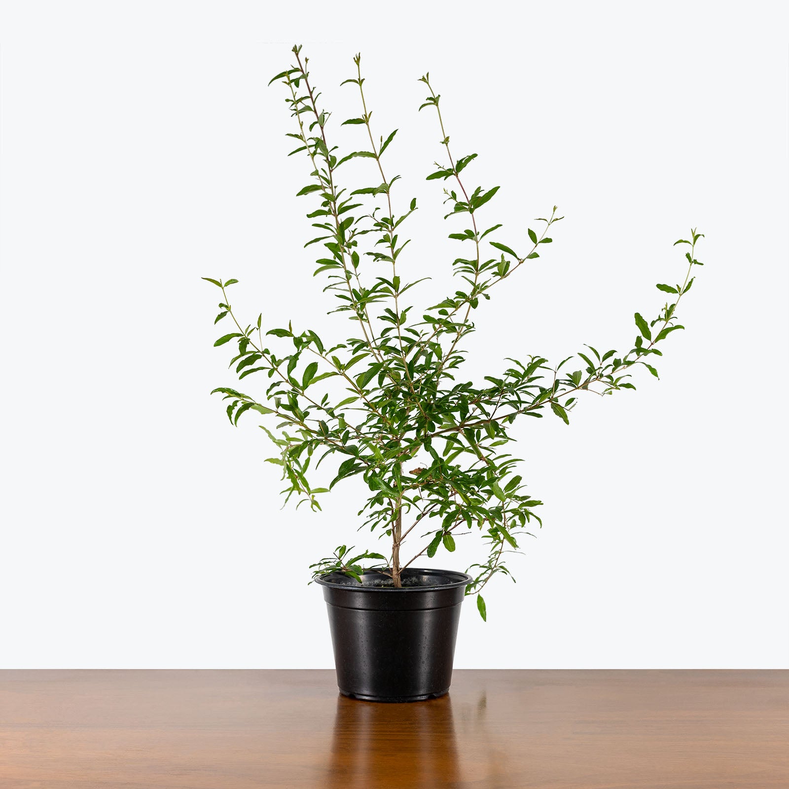 Ornamental Pomegranate - Toronto's Online Plant Store - Delivering Across Canada - JOMO Studio